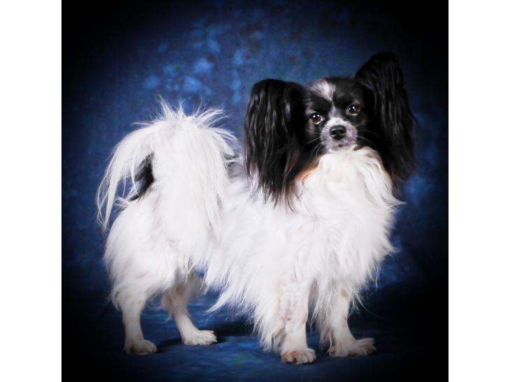 {{currentPhoto.altText}} billede {{currentPhoto.number}}