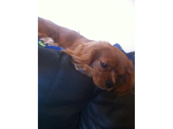 Cavalier king charles spaniel Bastian billede 1