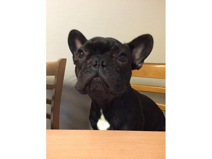 {{currentPhoto.altText}} billede {{currentPhoto.number}}