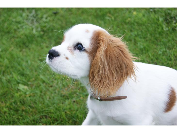 Cavalier king charles spaniel Holsteins Indi billede 1