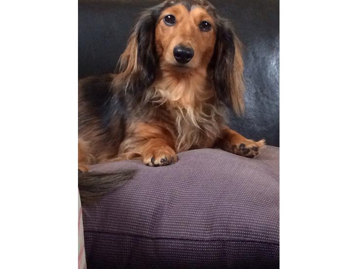 {{currentPhoto.altText}} billede {{currentPhoto.number}}