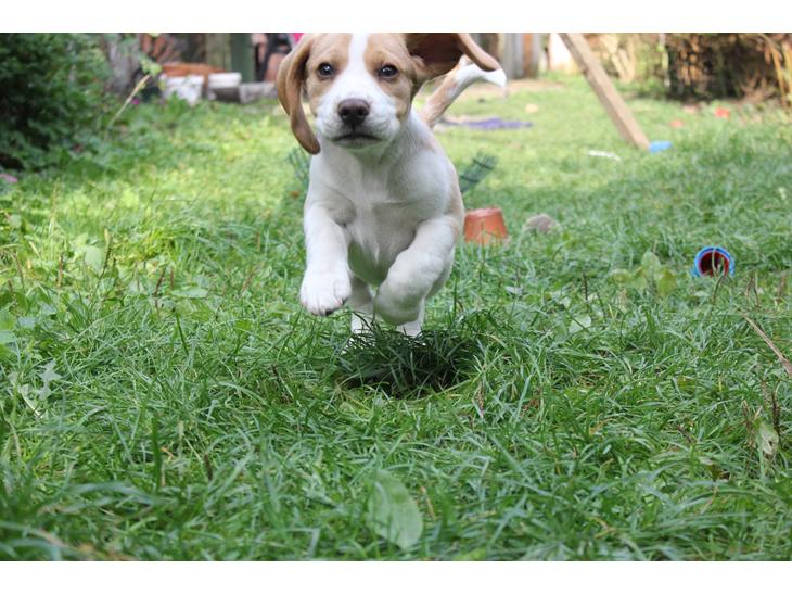Beagle **Modi** - Modi på spring billede 1