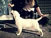 Golden retriever Golden Supreme Chasing Tails "BISCUIT" Aka Max