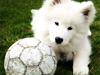 Samojedhund Eya