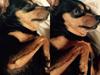 Dvaergpinscher Måns 