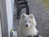 Samojedhund Cabaka's Sweet Talkin' Guy "King"