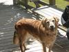 Golden retriever Molli