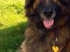 Schæferhund Zacki