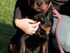Rottweiler Haiki's Dusk to Dawn