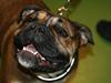 Olde english bulldogge Lise