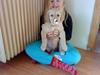 Golden retriever basse