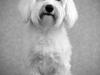 Malteser Fie R.I.P 26. Januar 2015 [ Himmelhund]