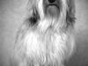 Løwchen Malthe R.I.P 20. november 2016 [ Himmelhund]