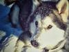 Alaskan malamute molli