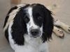 Engelsk springer spaniel Sitto