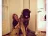 Leonberger Ollie