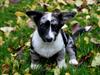 Welsh corgi cardigan Smarties Marcos
