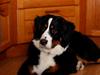Berner sennenhund Gucci