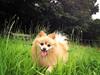 Pomeranian Felix