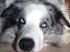 Border collie Catch