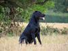 Blanding af racer Fredenslund's Andy [ Himmelhund]