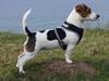 Jack russell terrier Panda