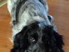 Cocker spaniel Choice og blues Wilma 