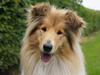 Collie langhåret Hollie
