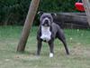 Staffordshire bull terrier Iceman Sama Slodycz