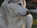 Siberian husky Mesmocan Says Peek-a-boo Leeloo (Nanna)