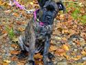 Cane corso Tasja