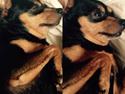 Dvaergpinscher Måns