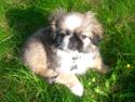Pekingeser Cody