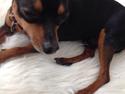 Dvaergpinscher Niko