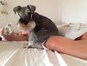 Dvaergschnauzer Bertha