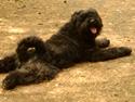 Bouvier des flandres "Pippii" /Visionary Vinna af Fiffi