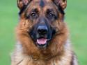 Schæferhund Hamsel's Pique  ( Santo )