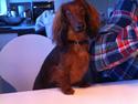 Dværggravhund Rico
