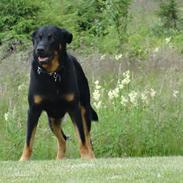 Beauceron Woodt Light  Arkas