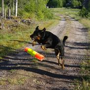 Beauceron Woodt Light  Arkas