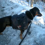 Beauceron Woodt Light  Arkas