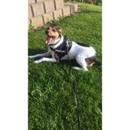 Dansk svensk gaardhund Brownie