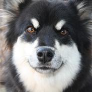 Finsk lapphund Ulla