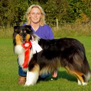 Collie langhåret Lapinette’s Fire It Up