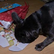 Fransk bulldog Storm