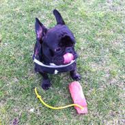 Fransk bulldog Storm