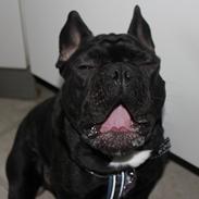 Fransk bulldog Storm