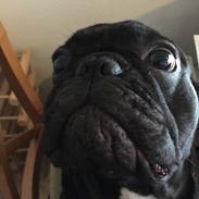 Fransk bulldog Storm