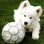 Samojedhund Eya