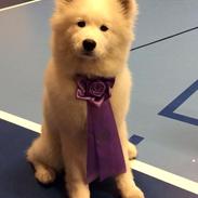 Samojedhund Eya